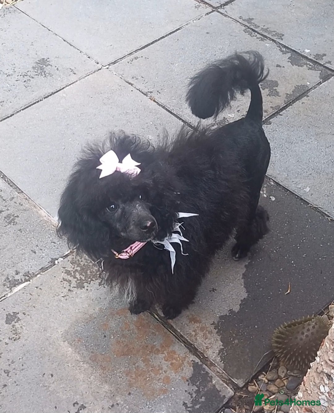 Toy Poodle dogs for sale: *REDUCED*1 WHITE BOY, 1 BLACK GIRL TOY POODLES in Colwyn Bay - Image 16