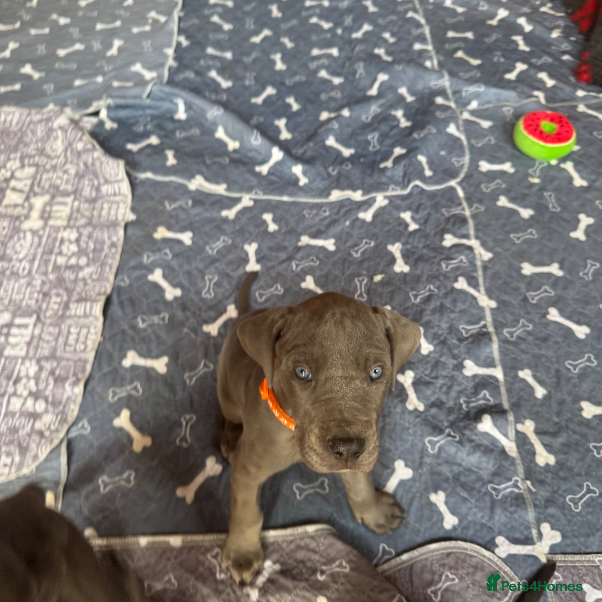 Great Dane dogs for sale: Gorgeous blue KC Great Danes.Ready now! - Advert 3