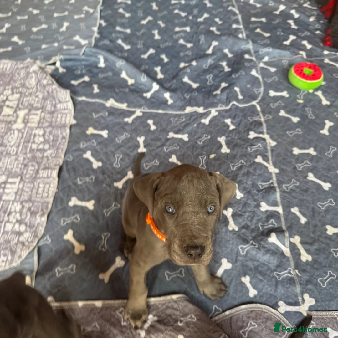 Great Dane dogs for sale: Gorgeous blue KC Great Danes.Ready now! - Advert 1