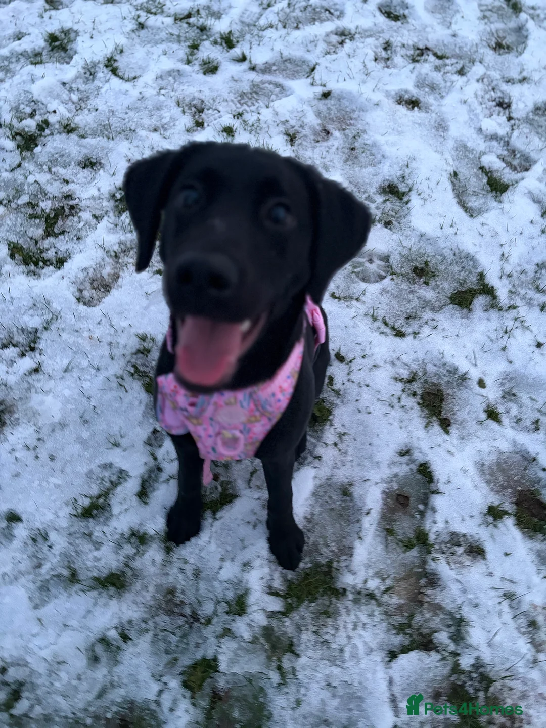 Labrador Retriever dogs for sale: 7-Month-Old KC Registered Labrador Retriever: Maia - Advert 3