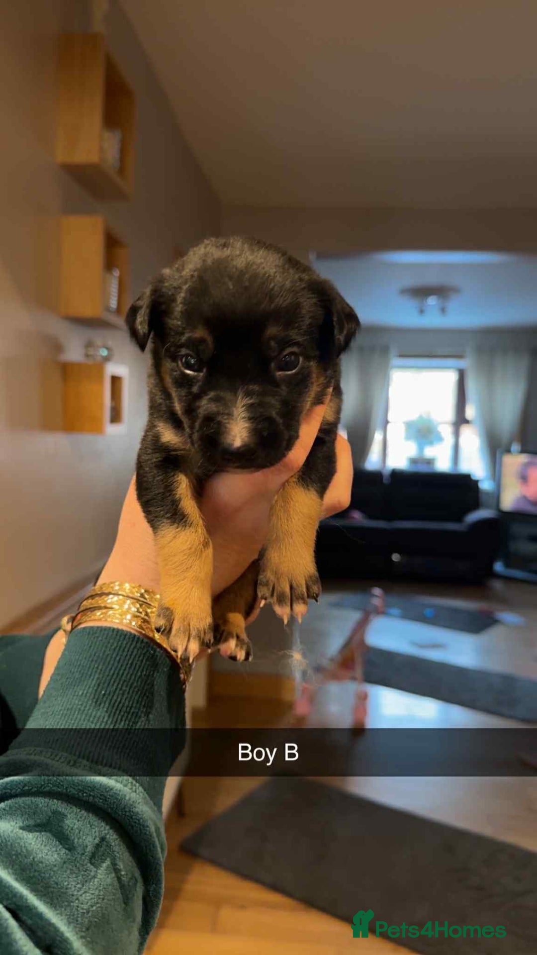 Mixed Breed dogs for sale: Saluki bull greyhound × Belgium malinois  - Advert 6