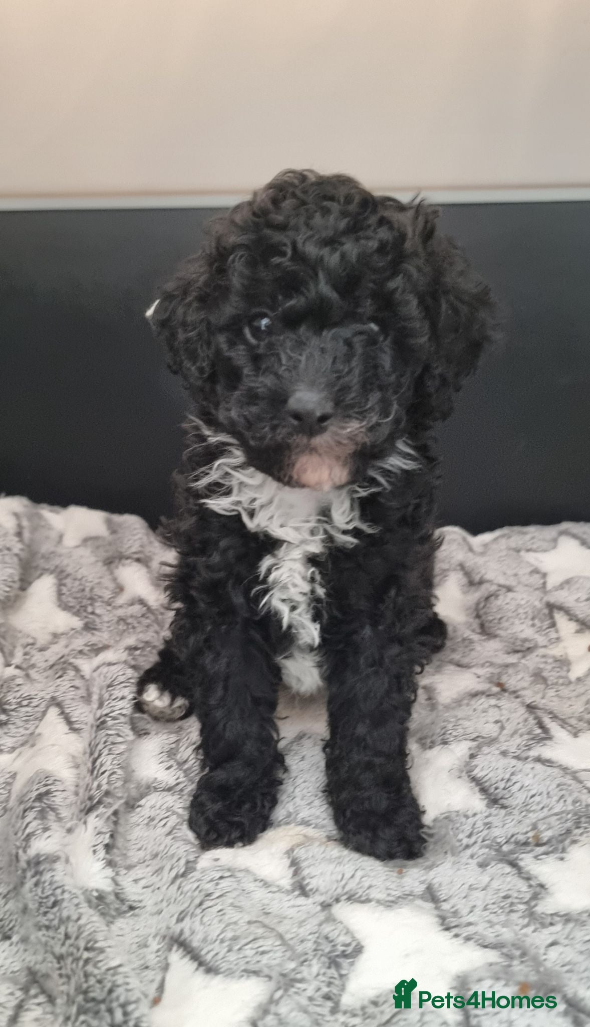Toy Poodle dogs Full pedigree toy poodle (REDUCED) - Advert 7