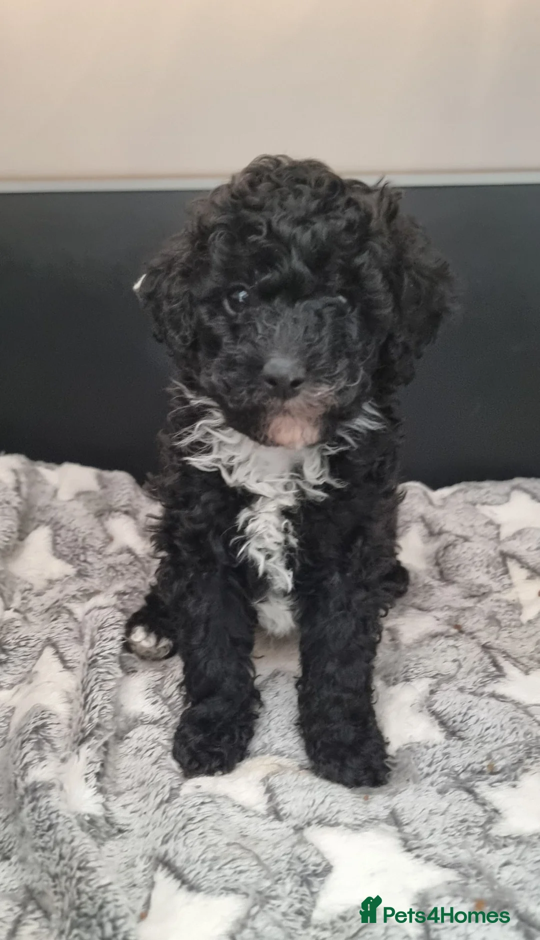 Toy Poodle dogs for sale: READY AND REDUCED Full pedigree toy poodle - Advert 1