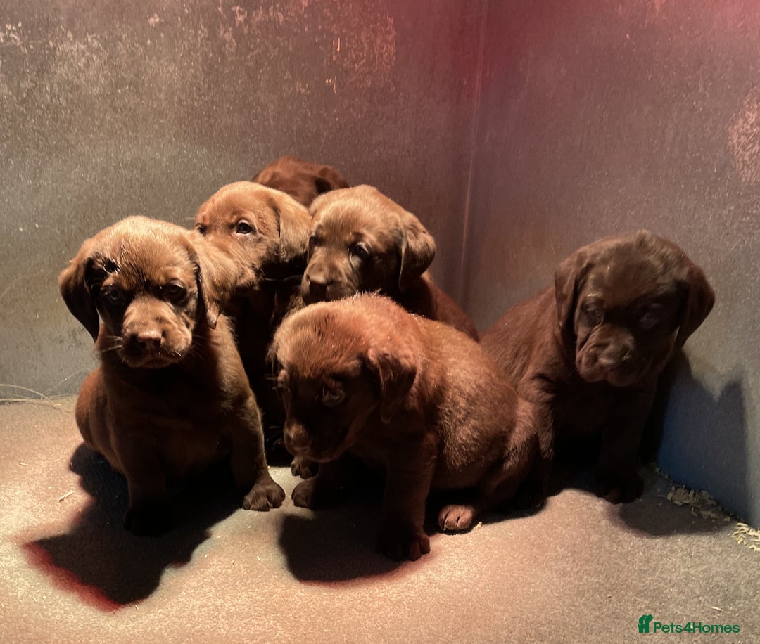 Labrador Retriever dogs for sale: CHOCOLATE LABRADOR PUPPIES - Advert 2