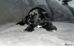 Zuchon dogs for sale: Shihzu x Bichon x Westie - Image 28