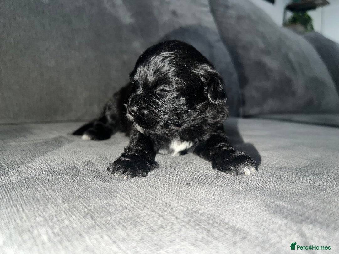 Zuchon dogs for sale: Shihzu x Bichon x Westie - Image 28
