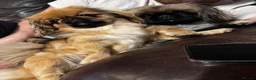 Pekingese dogs for sale: Pure Pekingese Puppies  - Advert 14