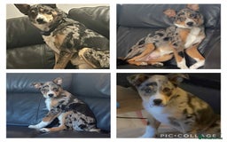 Border Collie dogs for sale: welsh merle border collie  - Image 1