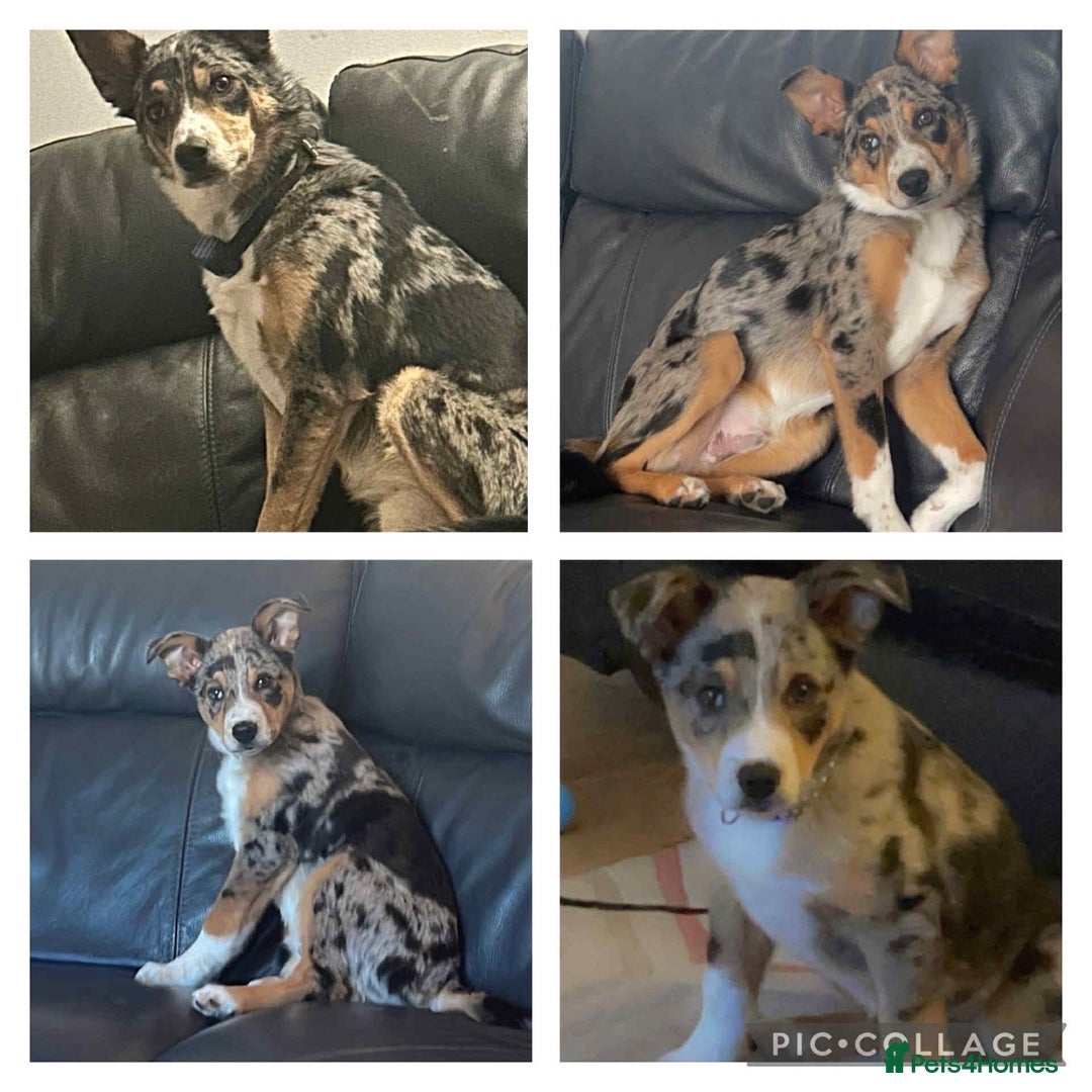 Border Collie dogs for sale: welsh merle border collie  - Image 1