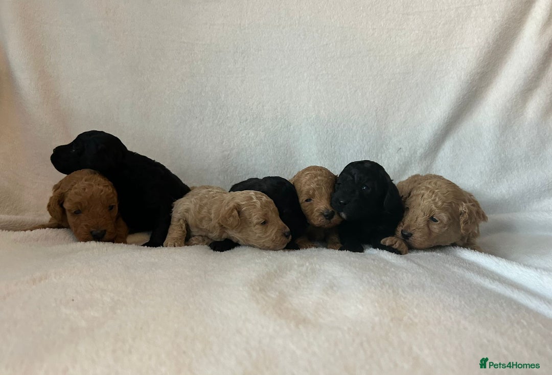 Toy Poodle dogs for sale: Beautiful KC registered Toy Poodles  - Image 1