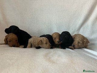 Toy Poodle dogs - Advert 17