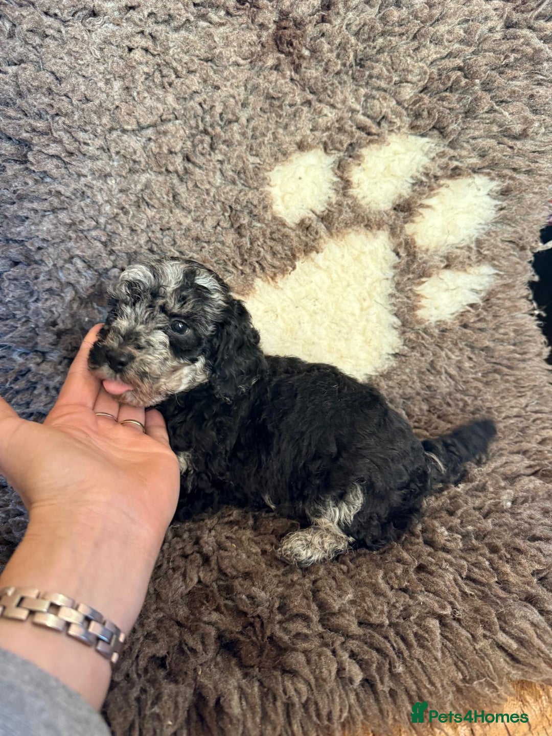 Toy Poodle dogs for sale: Exquisite Toy Poodle pups - Health tested parents - Advert 33