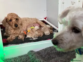 Westiepoo dogs Adorable Westie poo puppies for sale - Advert 10