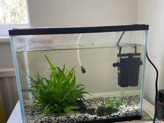 Bettas fish 3 fish, tank and filter - Advert 16