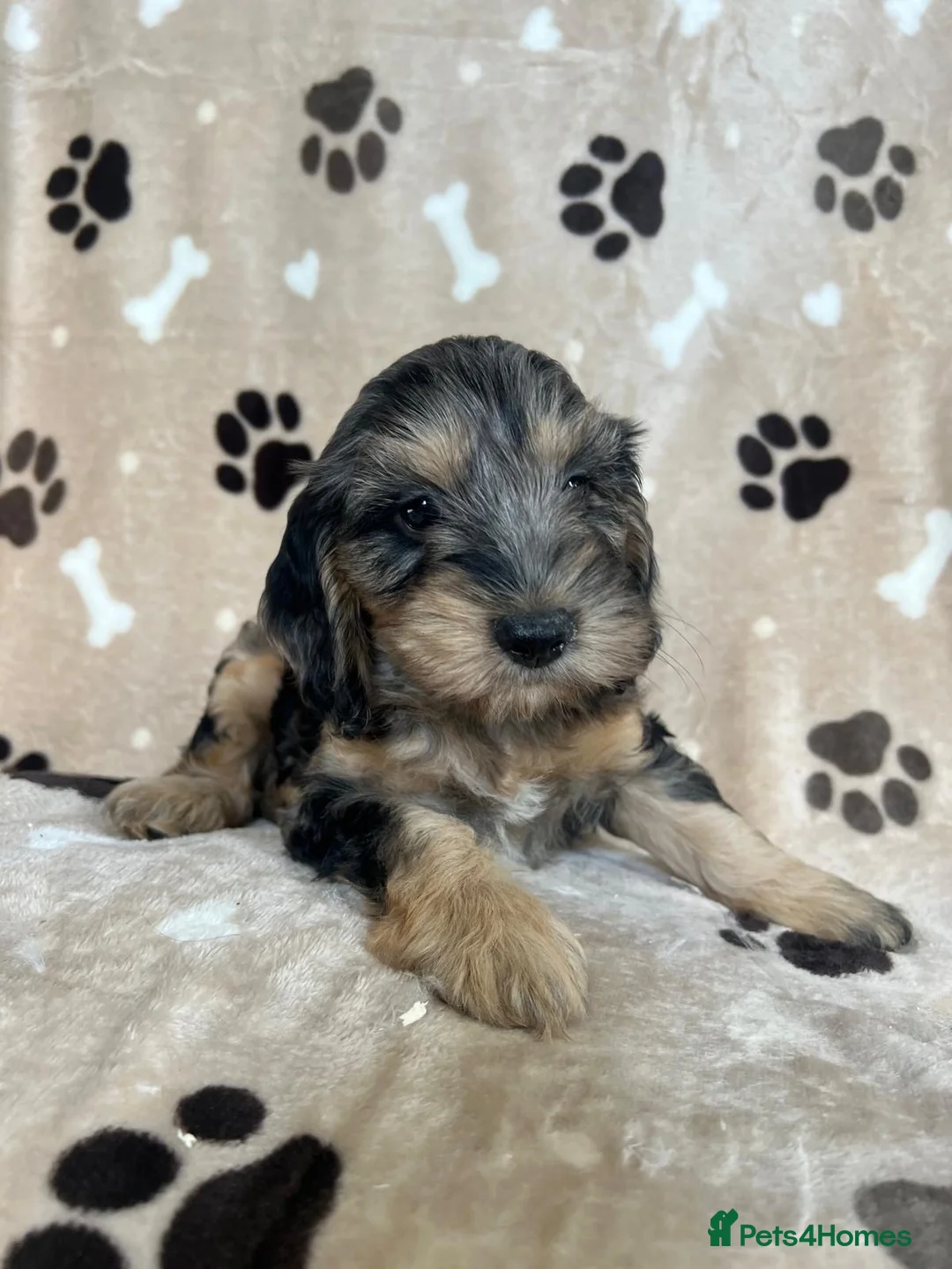 Cockapoo dogs for sale: F1 Cockapoo - Advert 1