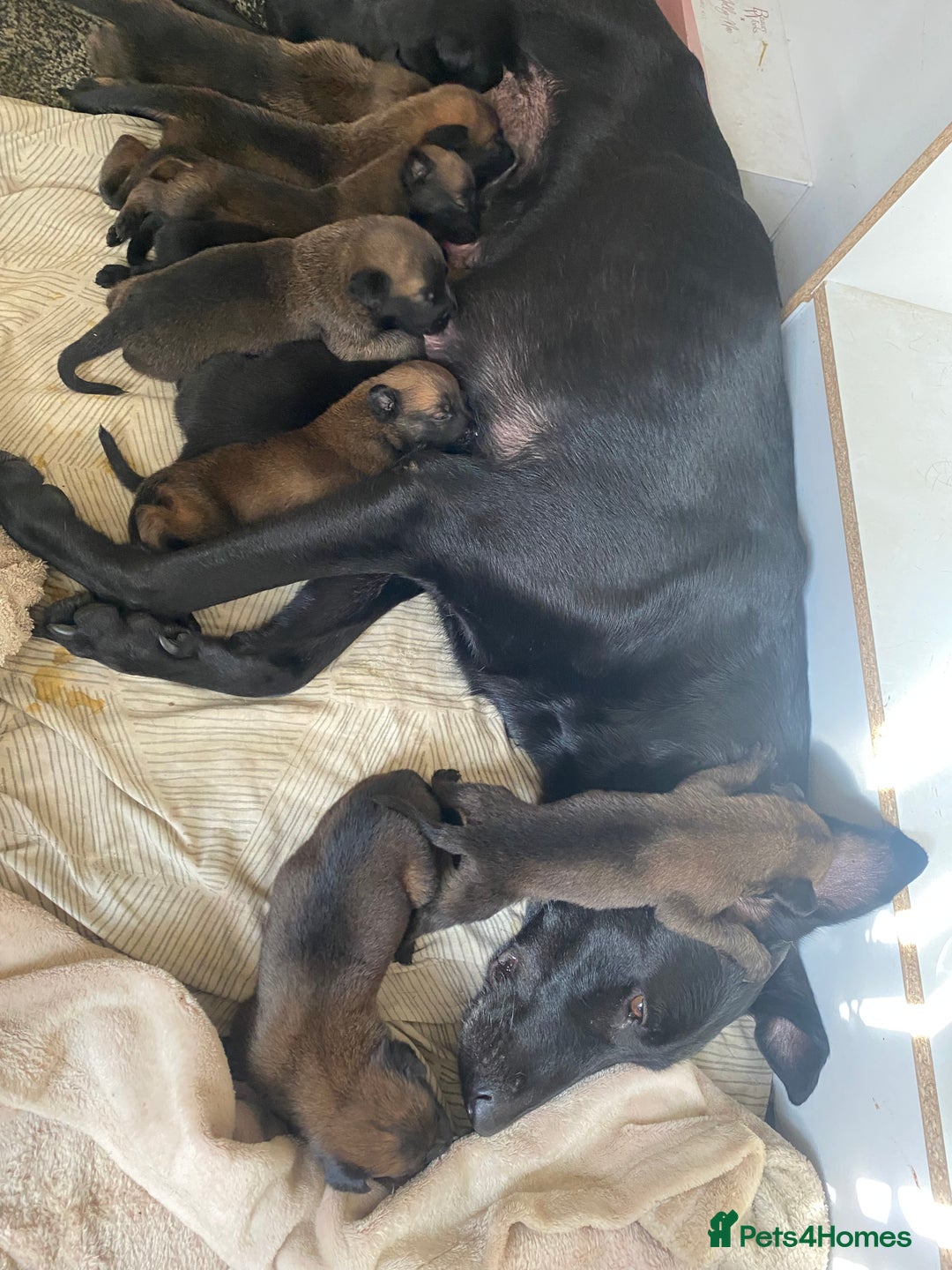 Belgian Shepherd Dog dogs for sale: Belgian Malinois Puppies - Image 6