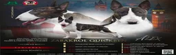 Bull Terrier dogs for stud: UK CH SIRED STUD - TOP EMRED & ARICON BLOODLINES - Advert 4