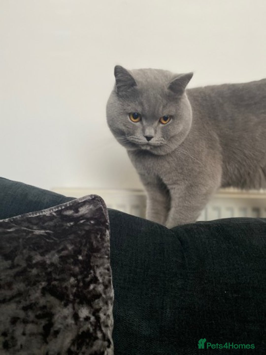 British Shorthair cats for stud: GCCF/ TICA British shorthair stud in Wakefield - Advert 6