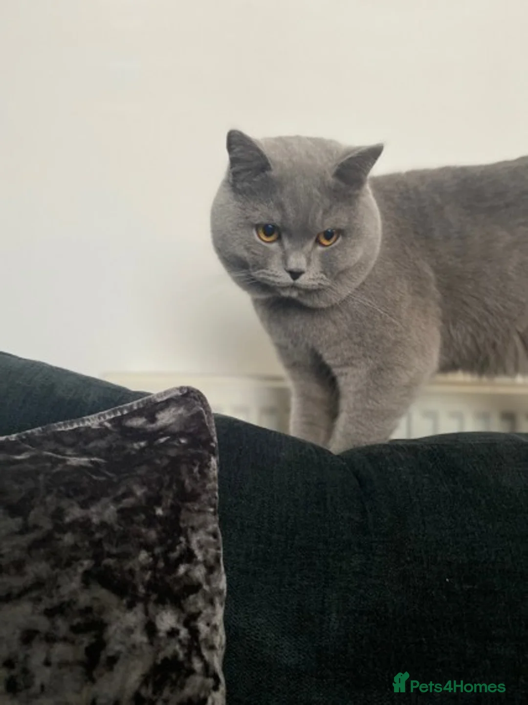 British Shorthair cats for stud: GCCF/ TICA British shorthair stud in Wakefield - Advert 6