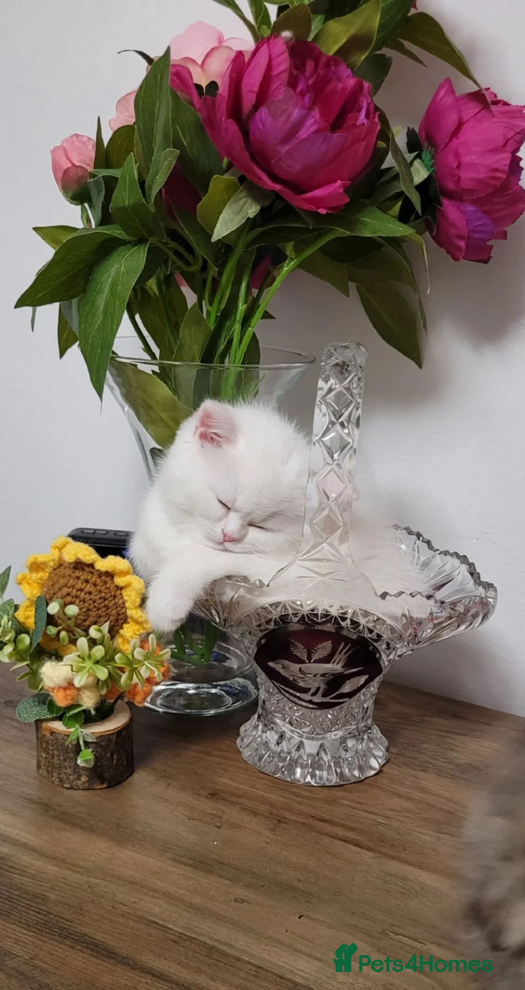 British Shorthair cats for stud: GCCF Golden CHINCHILLA GreenAmazonite👀 NY12 Stud  - Advert 24