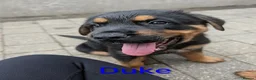 Mixed Breed dogs for sale: German Shepherd Cross Puppies  - Advert 4
