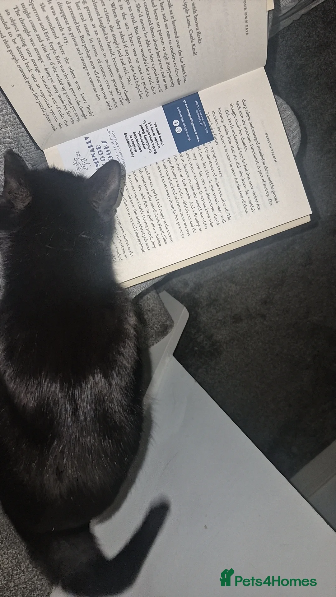 Mixed Breed cats for sale: Can you offer Lily a home? Rescue cat 🐈 - Advert 5