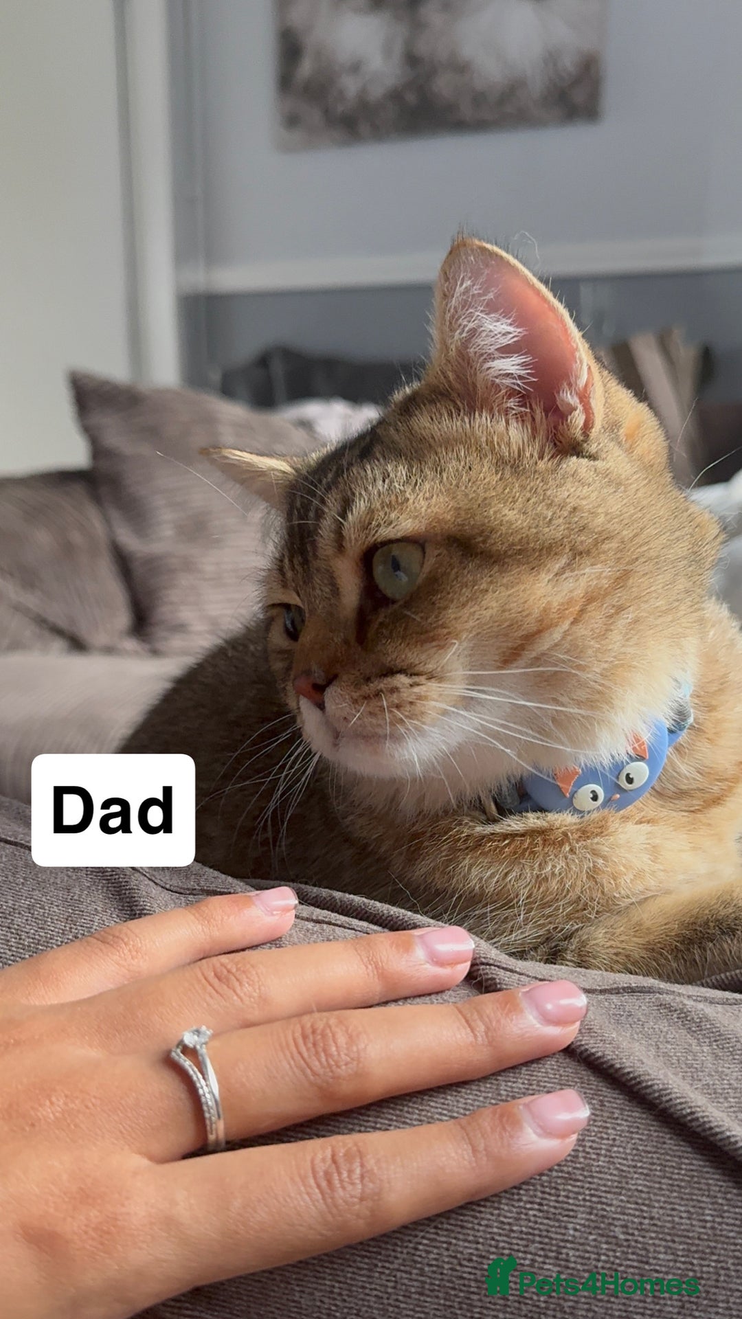 British Shorthair cats for sale: ✨British Shorthair Kittens ✨ - Image 14