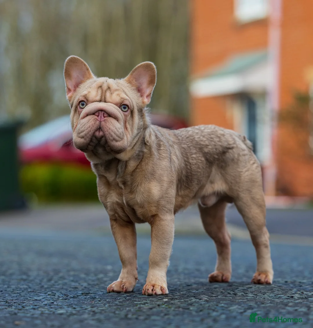 French Bulldog dogs for stud:  Isabella ** Boy carrying fluffy  in Manchester - Advert 5