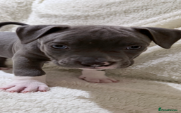 American Bully dogs for sale: Abkc Pocket Bully X Abkc classic Bully puppies - Image 7