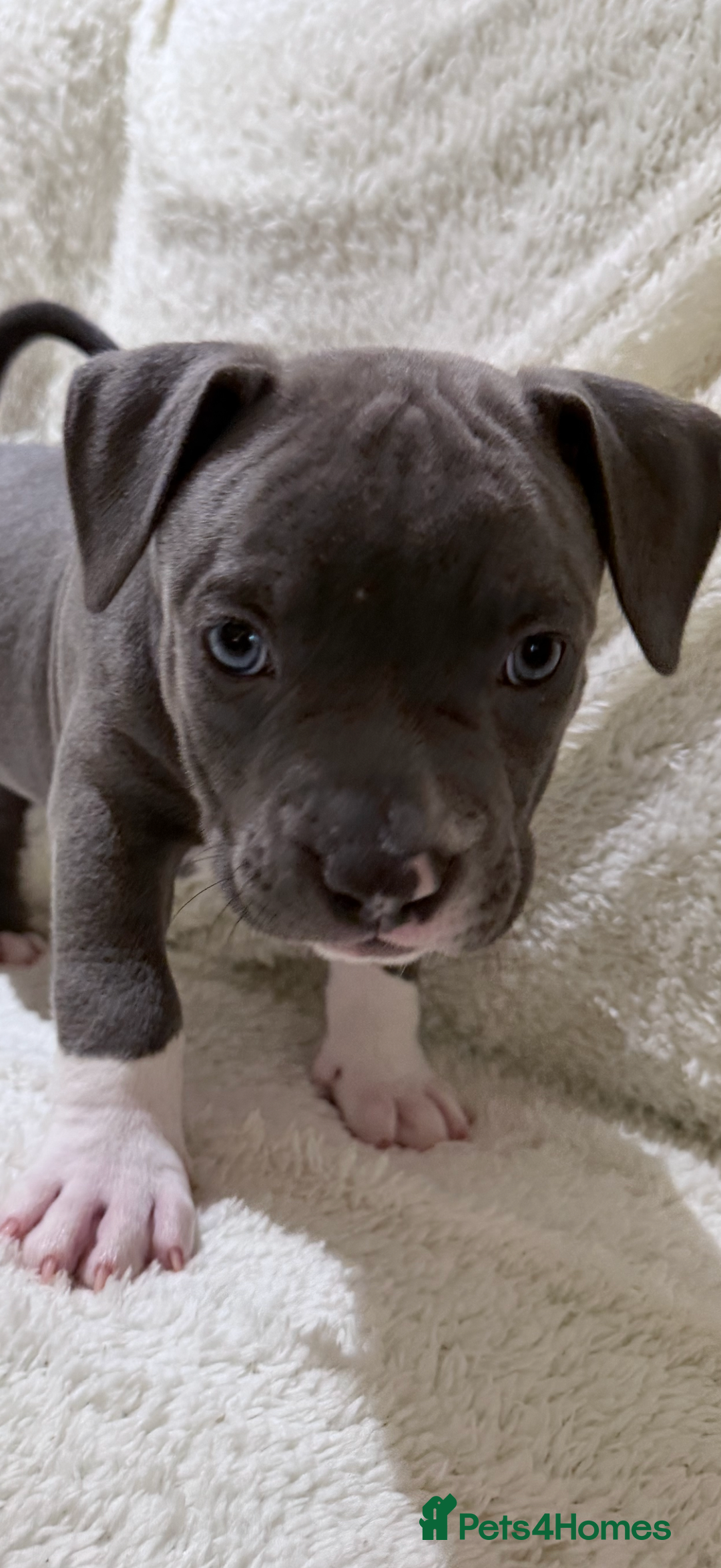 American Bully dogs for sale: Abkc Pocket Bully X Abkc classic Bully puppies - Image 7