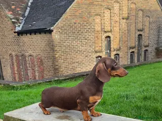 Miniature Dachshund dogs Choc & Tan carrying blue & piedball Mini Stud - Advert 19