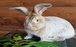 Argente rabbits for sale: Beautiful , friendly girl - Image 4