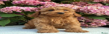 Cockapoo 2