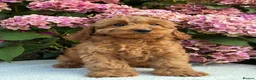 Cockapoo dogs for sale: F1b Cockapoo puppies available  - Advert 7