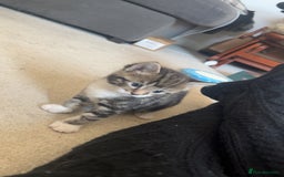 Mixed Breed cats for sale: Beautiful kitten for sale  - Image 2