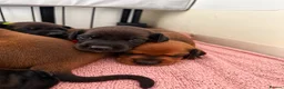 Mixed Breed dogs for sale: Irish setter cross Doberman puppies - Advert 9