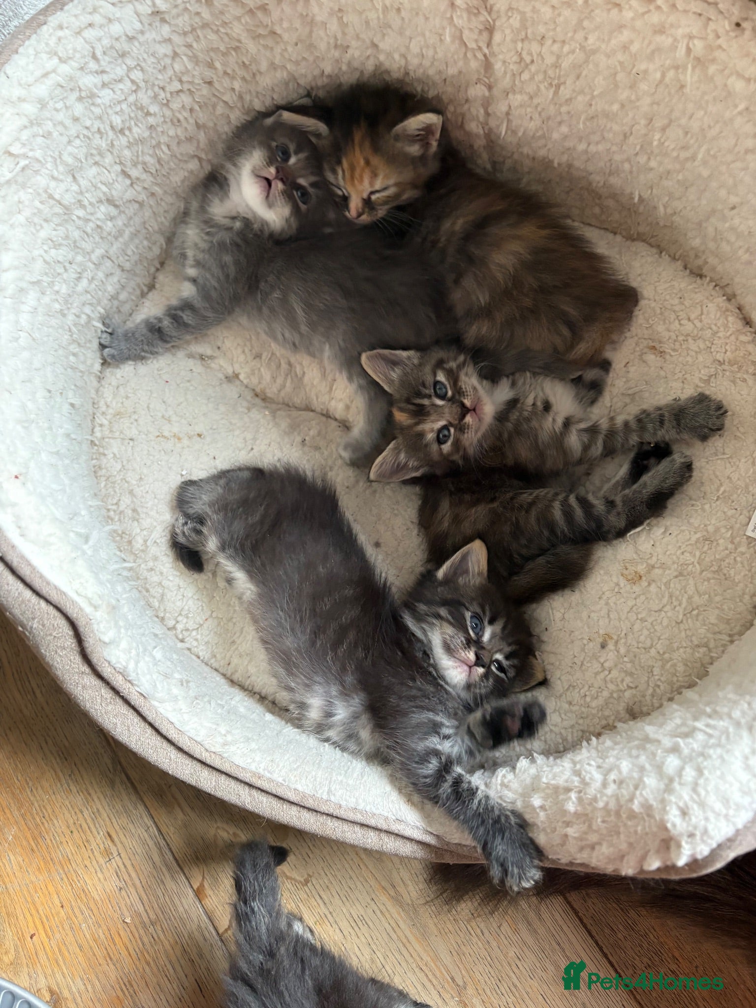 Ragcoon cats Mâine Coon x Ragdoll, Ragcoon kittens available  - Advert 1