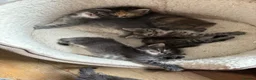 Ragcoon cats for sale: Mâine Coon x Ragdoll, Ragcoon kittens available  - Advert 8