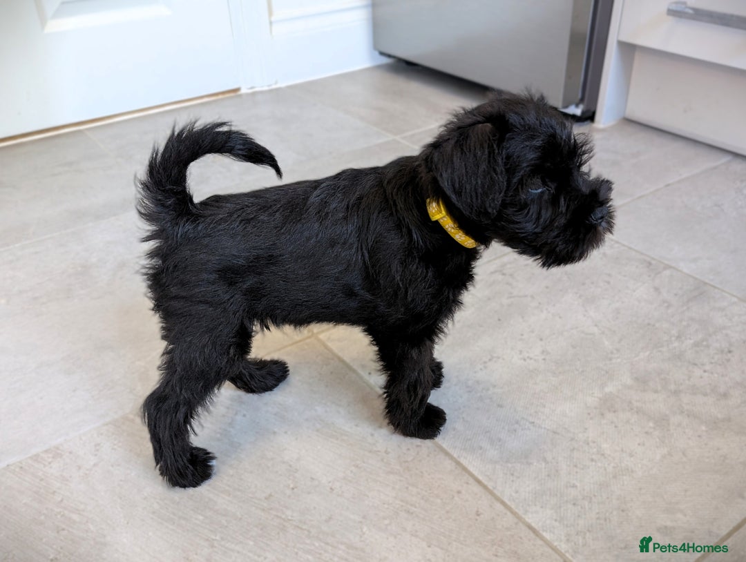 Miniature Schnauzer dogs for sale: Quality Mini Schnauzers - Image 8