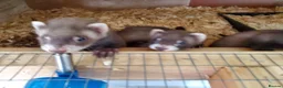 Ferret rodents for sale: Boy and girl ferrets in Wigan - Advert 3