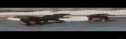 Dobermann dogs for sale: Beutifull doberman puppies  - Advert 4