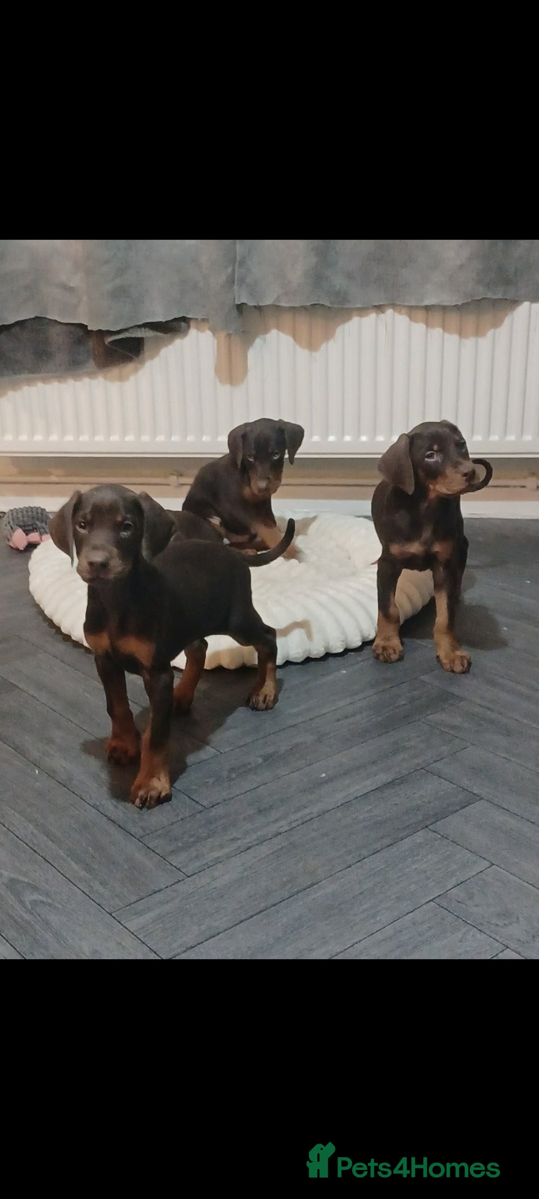 Dobermann dogs for sale: Beutifull doberman puppies  - Advert 4