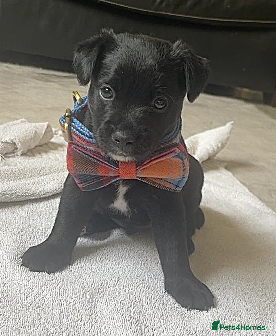 Patterjack dogs for sale: Patterjack puppies  in Chorley - Advert 1