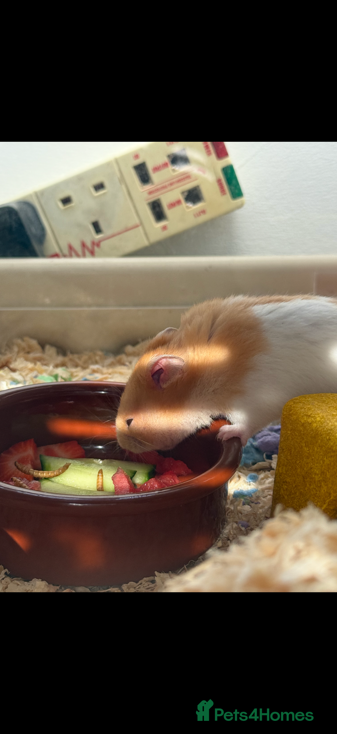 Hamster rodents for sale: Re-homing my hamster pumpkin  - Image 6