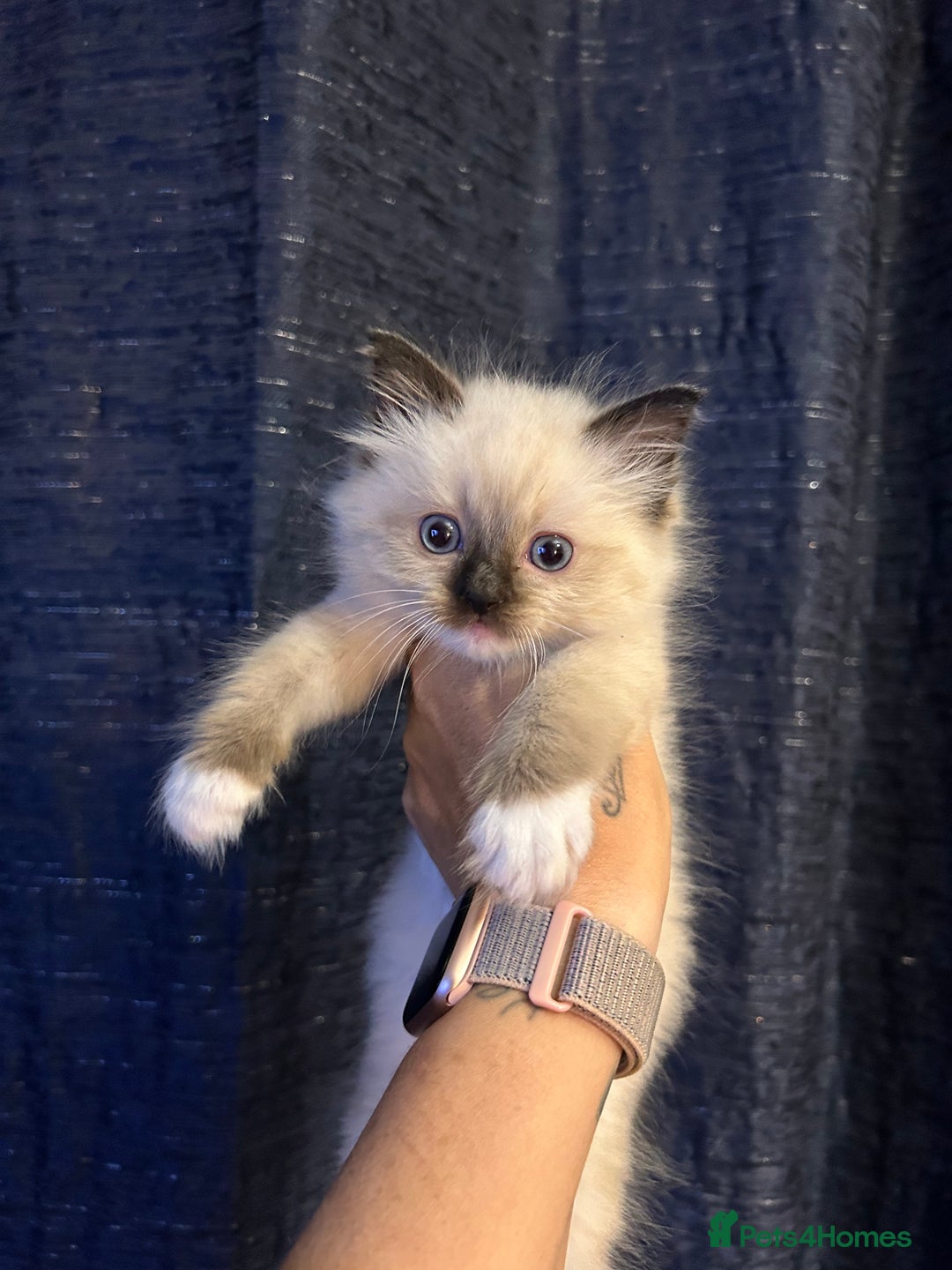 Ragdoll cats for sale: Last little girl available  - Image 7