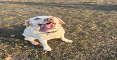 Labrador Retriever dogs - Advert 14
