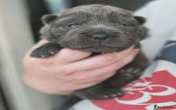 Shar Pei dogs for sale: REDUCED*READYNOW Beautiful bear/brush shar peis  - Image 26