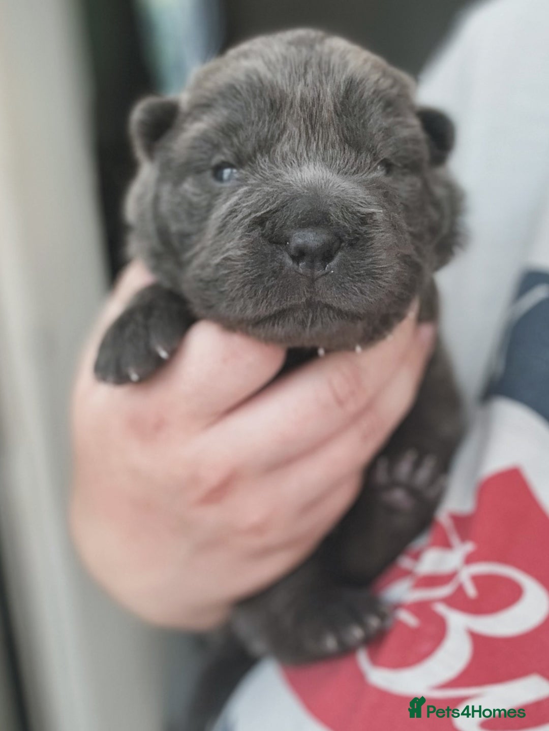 Shar Pei dogs for sale: REDUCED*READYNOW Beautiful bear/brush shar peis  - Image 26