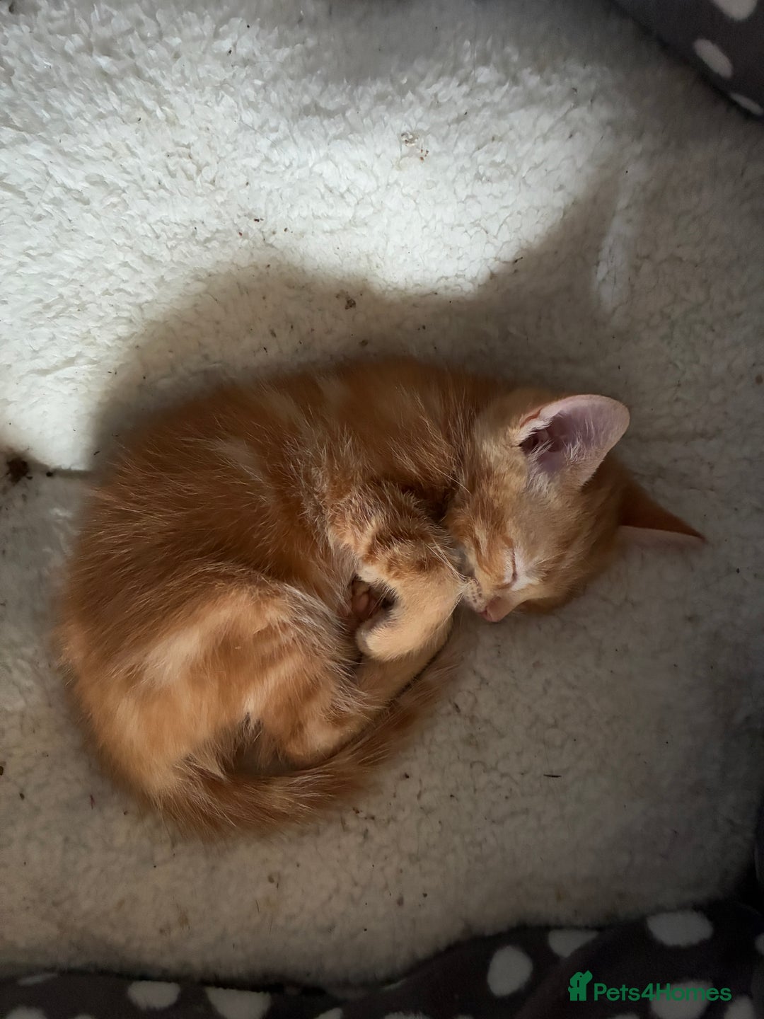 Domestic Shorthair cats for sale: Beautiful ginger male kitten  - Advert 4