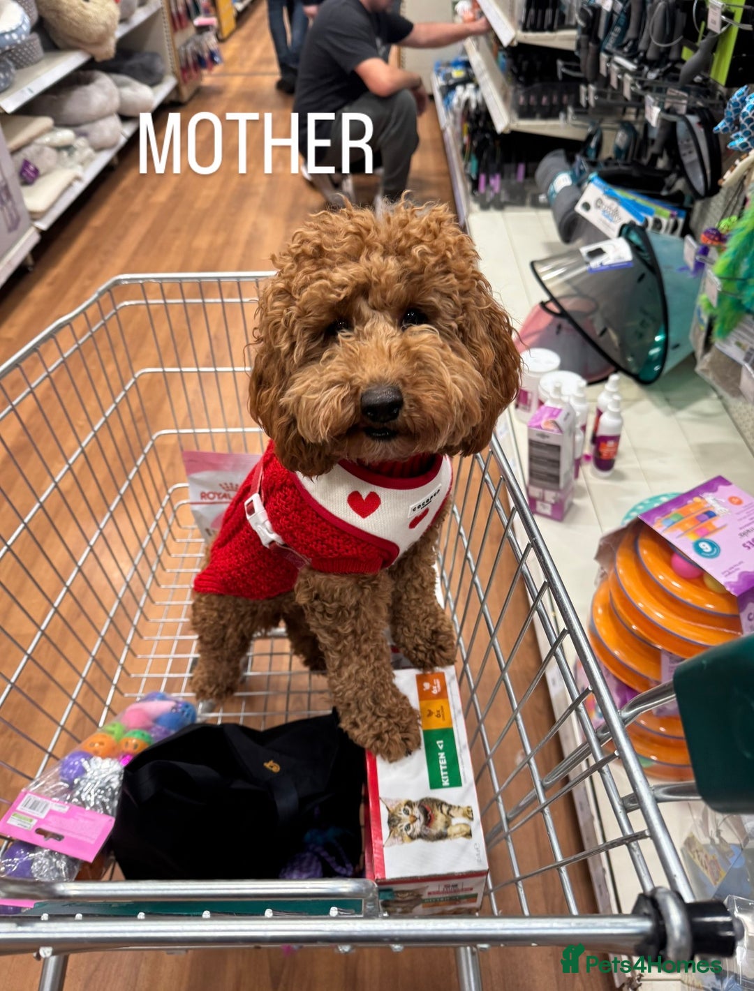 Toy Poodle dogs for sale: Gorgeous Toy Poodle Puppies  - Advert 8